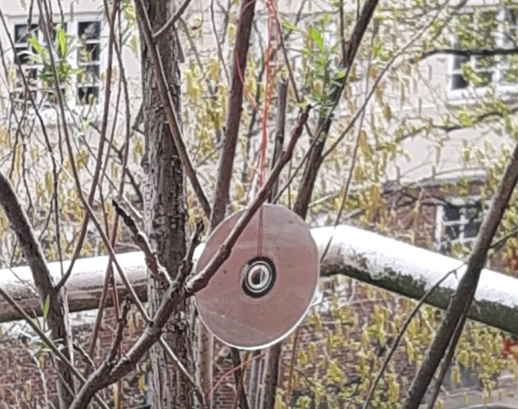 CDs in a tree keeping pidgeons away